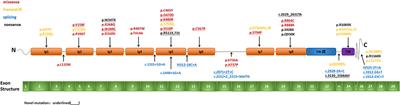 Genetic Variations and Clinical Features of NPHS1-Related Nephrotic Syndrome in Chinese Children: A Multicenter, Retrospective Study